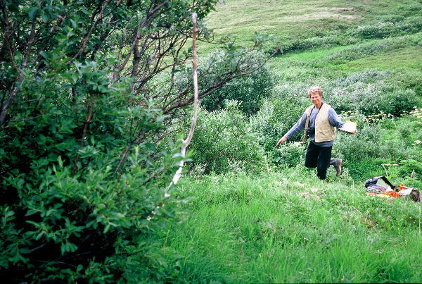 Field photo: 03-203 11 offset willows heidi.jpg