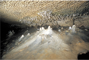 A gallery of white stalactites and stalagmites in Illinois Caverns, many of which are growing on older, darker stalagmites.