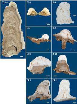 A photo montage of all stalagmites collected and analyzed during this investigation. IC = Illinois Caverns and FC = Fogelpole Cave. All scale bars are 1 cm wide.