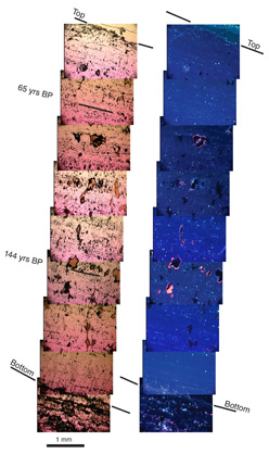 Transect across the flank of stalagmite FC 94-1 in plain light (left) and CL (right) showing the locations of U/Th age dated layers, and annual growth laminae.