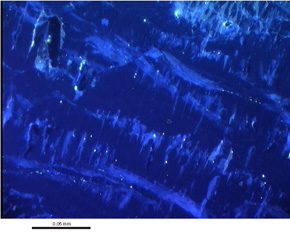 Stalagmite FC-9 in PL (a) and CL (b) showing boundaries between growth laminae as termination of crystal faces.  Cathodoluminescence shows the crystal faces to be lighter in color suggesting a greater organic content. A scalenahedron of calcite is seen cross-cutting annual laminae in PL.